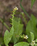 Fourspike heliotrope